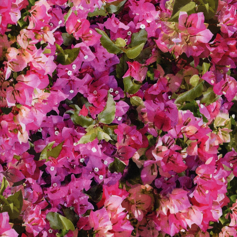 Hoffman Fabrics Bougainvillea