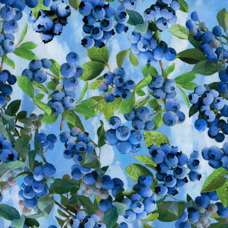 Benartex - Blueberry Hill by Greta Lynn for Kanvas - Patchwork and Quilting Fabric from Brown's Craft Shed (Tags: Fabric Benartex blue blueberries Blueberry Hill food fruit garden green Greta Lynn Kanvas nature plants realistic print summer vibrant )