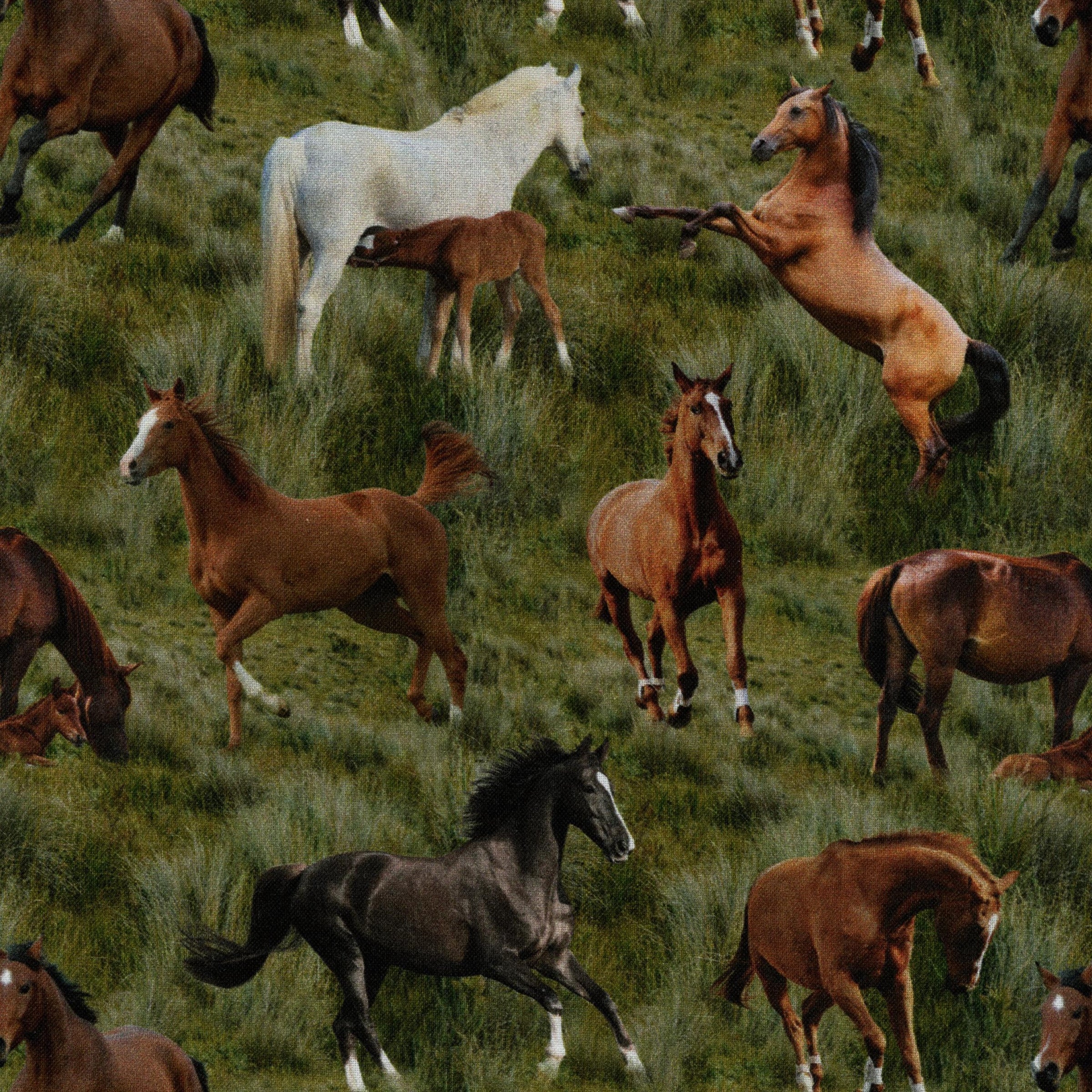 Kennard & Kennard Fabrics - Horses by Milvale Design Studio - Patchwork and Quilting Fabric from Brown's Craft Shed (Tags: Fabric animal animals Brown country farm green horse horses Kennard & Kennard Fabrics Milvale Design Studio nature novelty rural wildlife )