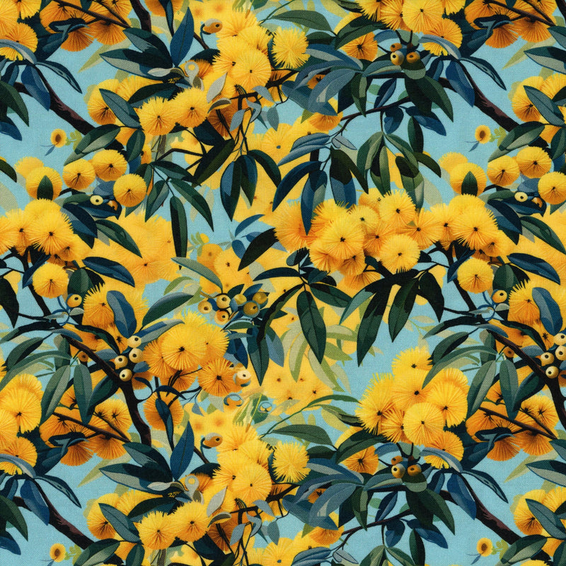 Devonstone Collection - Nora's Natives Wattle (Sky Blue) - Patchwork and Quilting Fabric from Brown's Craft Shed (Tags: Fabric australiana blue botanical bright Devonstone Collection flowers garden multi nature Nora's Natives plants wattle wildflowers )