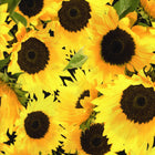 KK Fabrics Keepsake Calico Detailed Sunflowers - Patchwork and Quilting Fabric from Brown's Craft Shed (Tags: Fabric Floral KK Fabrics Sunflowers Yellow )