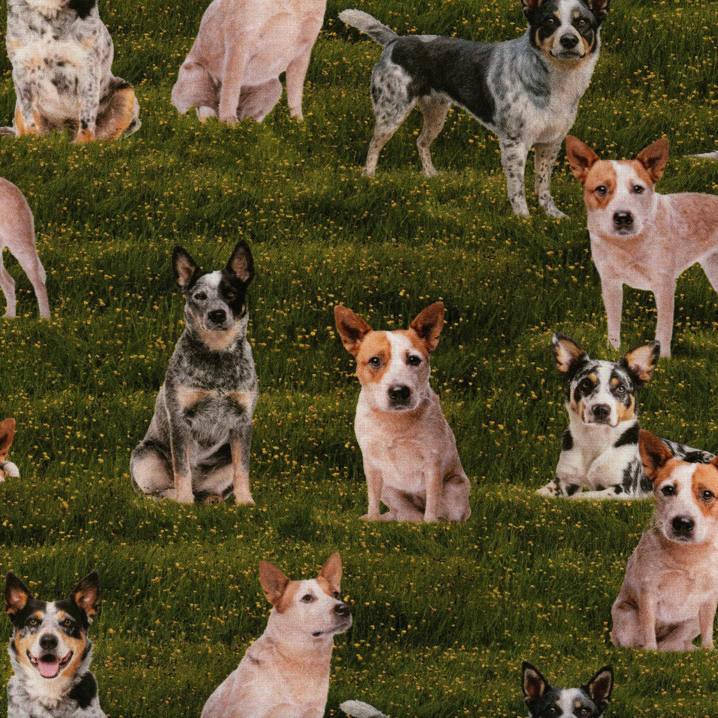 KK Fabrics Merino Muster III - Blue & Red Heeler